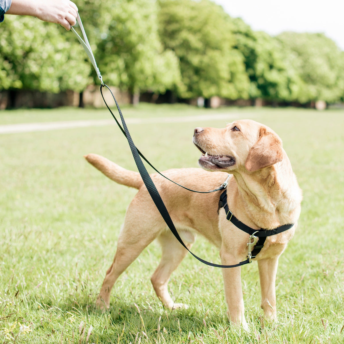 Burgundy Freedom No-Pull Dog Harness