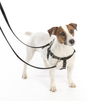 Black Freedom No-Pull Dog Harness