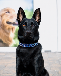 TKC The Wave Beaded Dog Collar