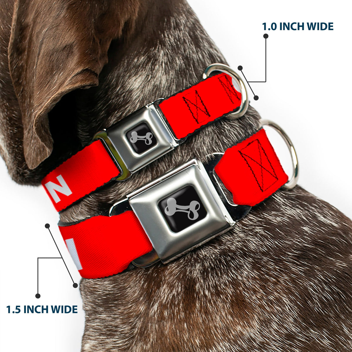 Dog Bone Black/Silver Seatbelt Buckle Collar - Pet Quote CAUTION Red/White