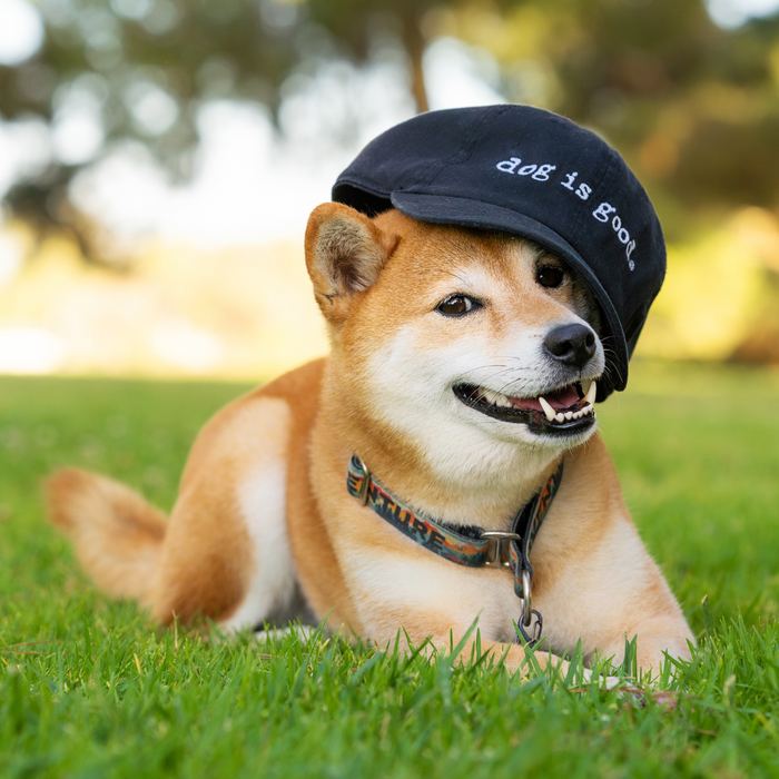 Hat: Dog is Good Signature (Black)