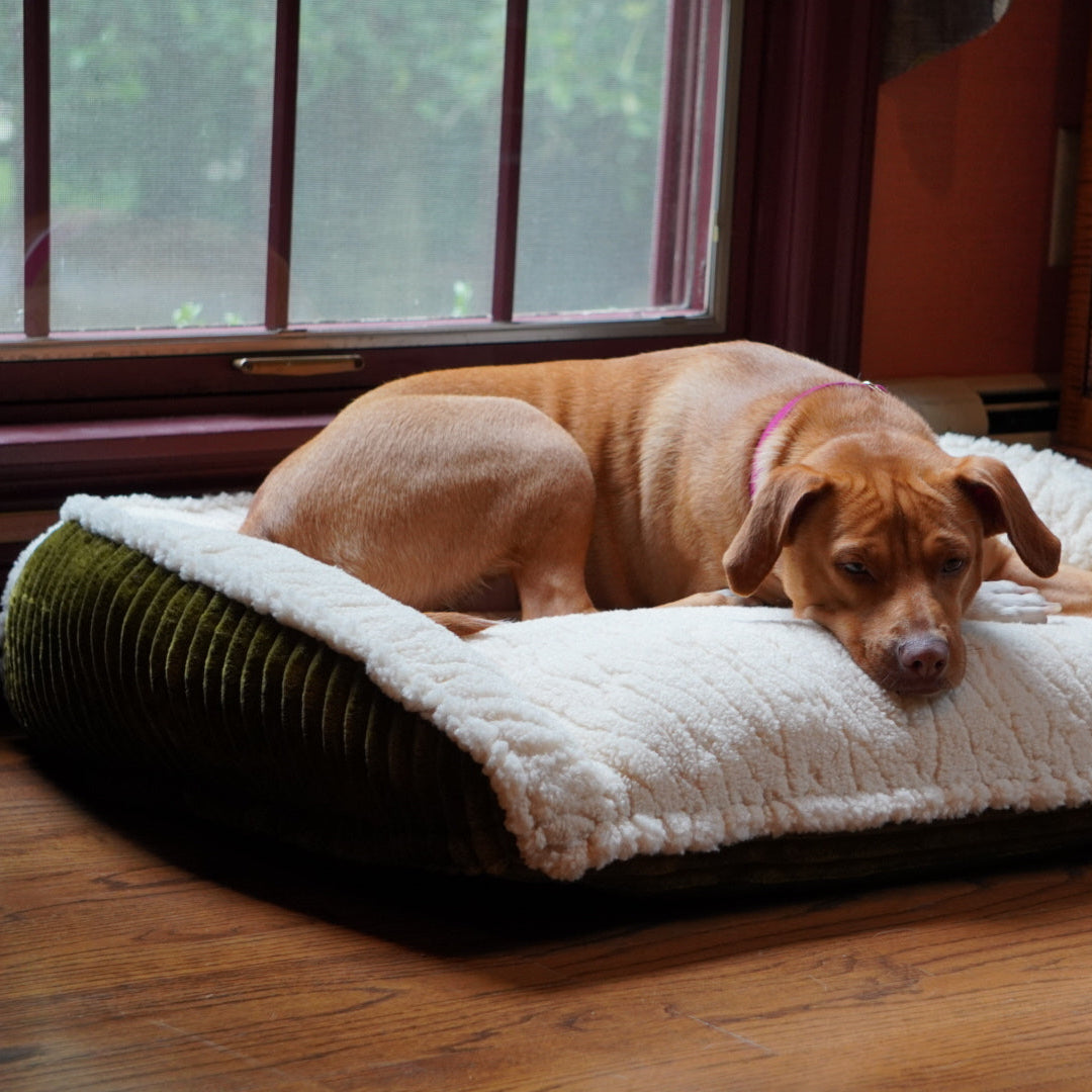 Scout Perfect Bolster Dog Bed