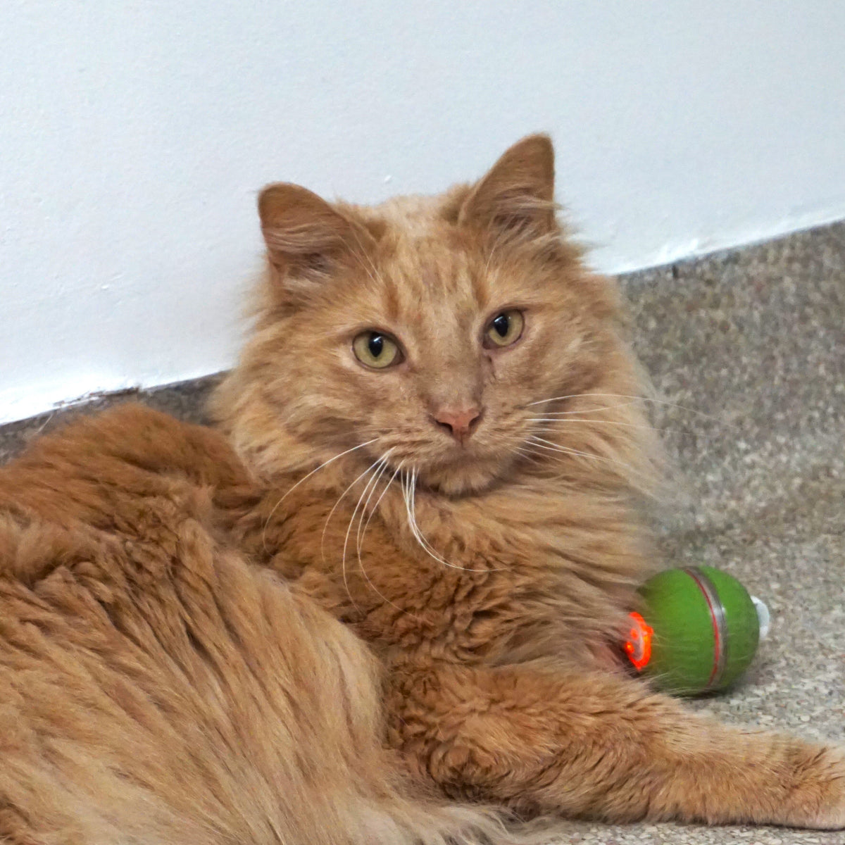 HuggleKats® PlayKat® Interactive Cat Toy