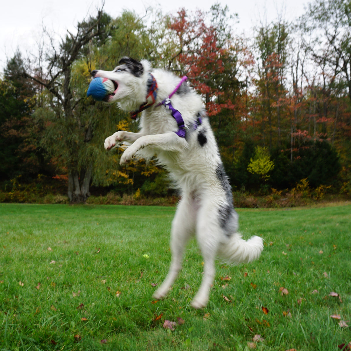 Finn the Shark Ruff-Tex® Latex Ball Dog Toy, Large
