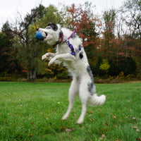 Finn the Shark Ruff-Tex® Latex Ball Dog Toy, Large