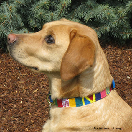 a tail we could wag Leash - Starry Day - Auburn Leathercrafters