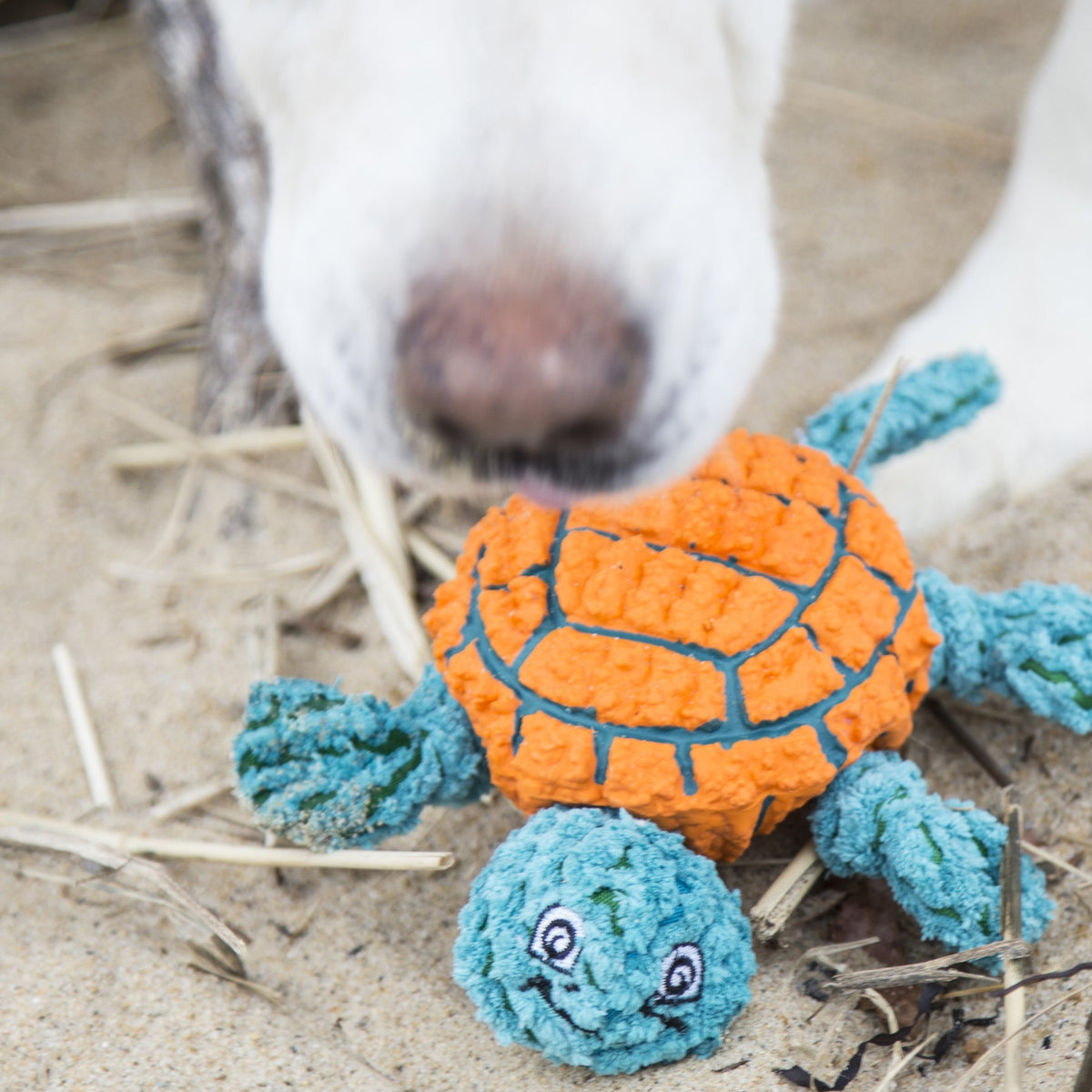 Huggle-Fusion® Dude Turtle Plush & Latex Dog Toy