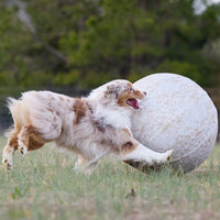 Better Sporting Dogs 25” Heavy Duty Sheep Lookalike Herding Ball for Dogs