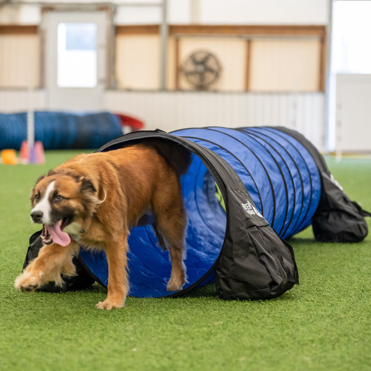Better Sporting Dogs 7 Piece Dog Agility Equipment Set –  with Jumps, Tunnels, Pause Box & Weave Poles