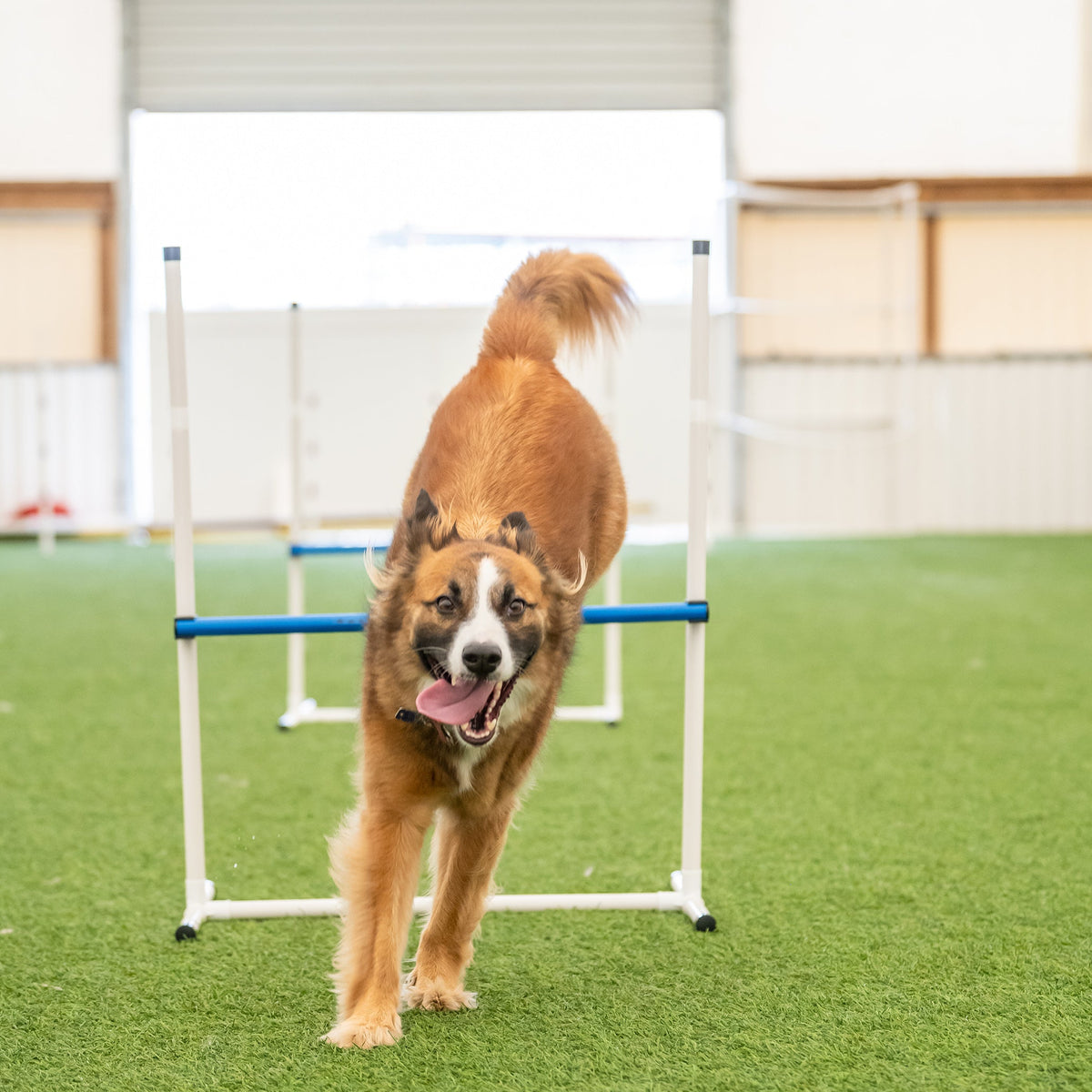 Better Sporting Dogs 7 Piece Dog Agility Equipment Set –  with Jumps, Tunnels, Pause Box & Weave Poles