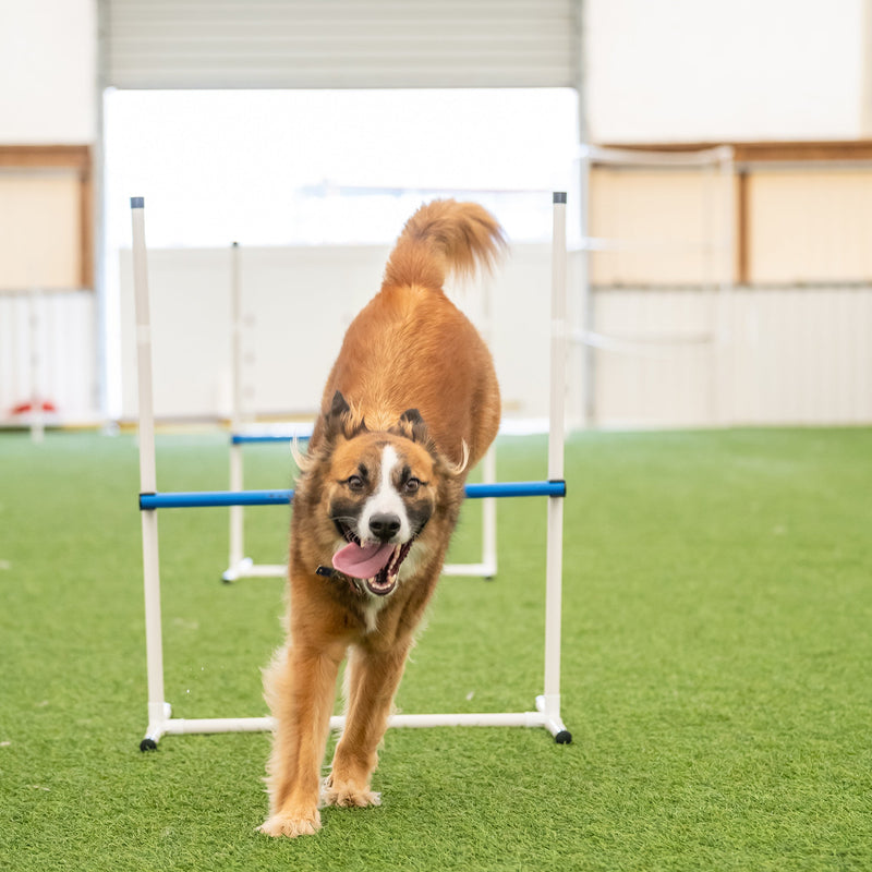 Better Sporting Dogs 7 Piece Dog Agility Equipment Set –  with Jumps, Tunnels, Pause Box & Weave Poles