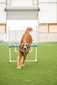 Better Sporting Dogs 7 Piece Dog Agility Equipment Set –  with Jumps, Tunnels, Pause Box & Weave Poles