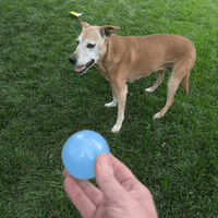 Dog Fetch Balls