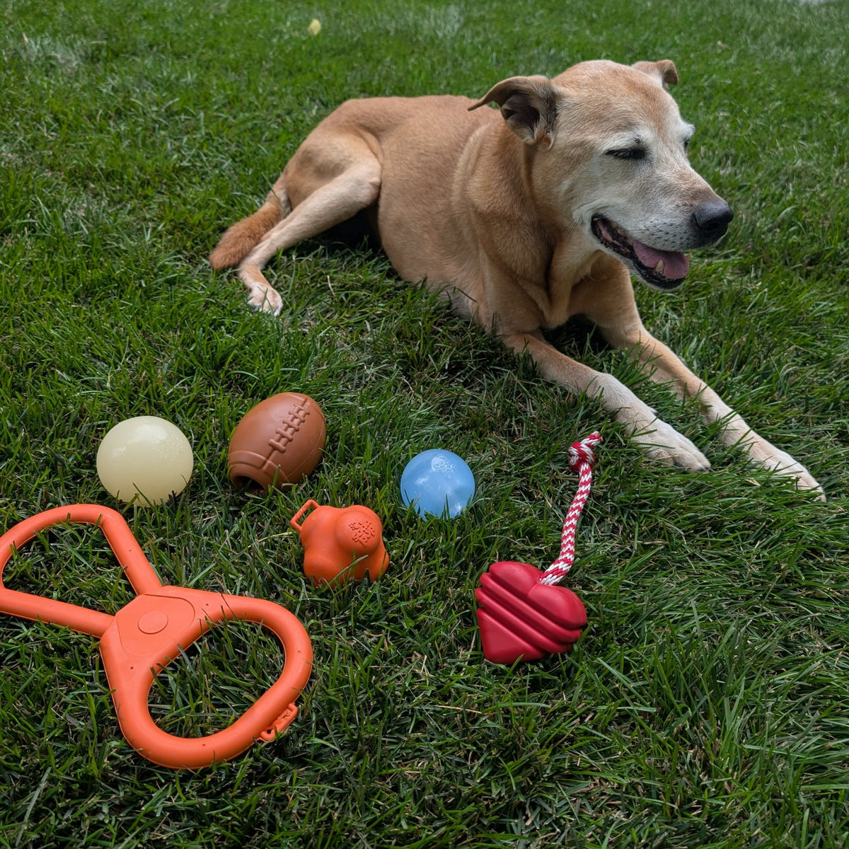 Dog Tug Toys from Farm to Pet