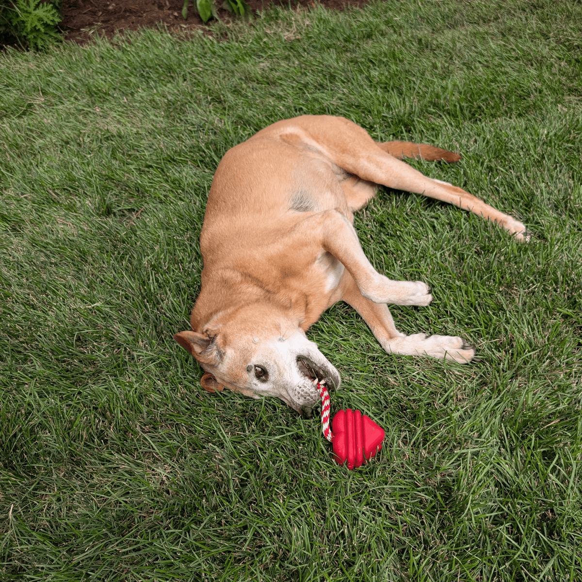 Dog Tug Toys from Farm to Pet