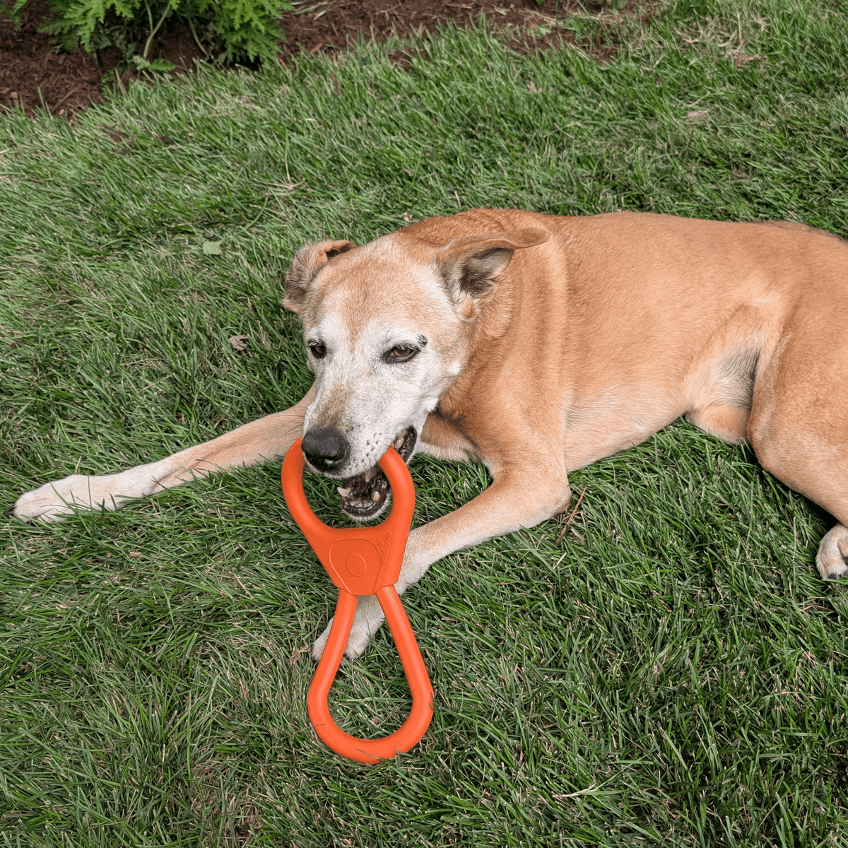 Dog Tug Toys from Farm to Pet