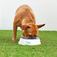 Ice Bowl - Pet Cooling Water Bowl