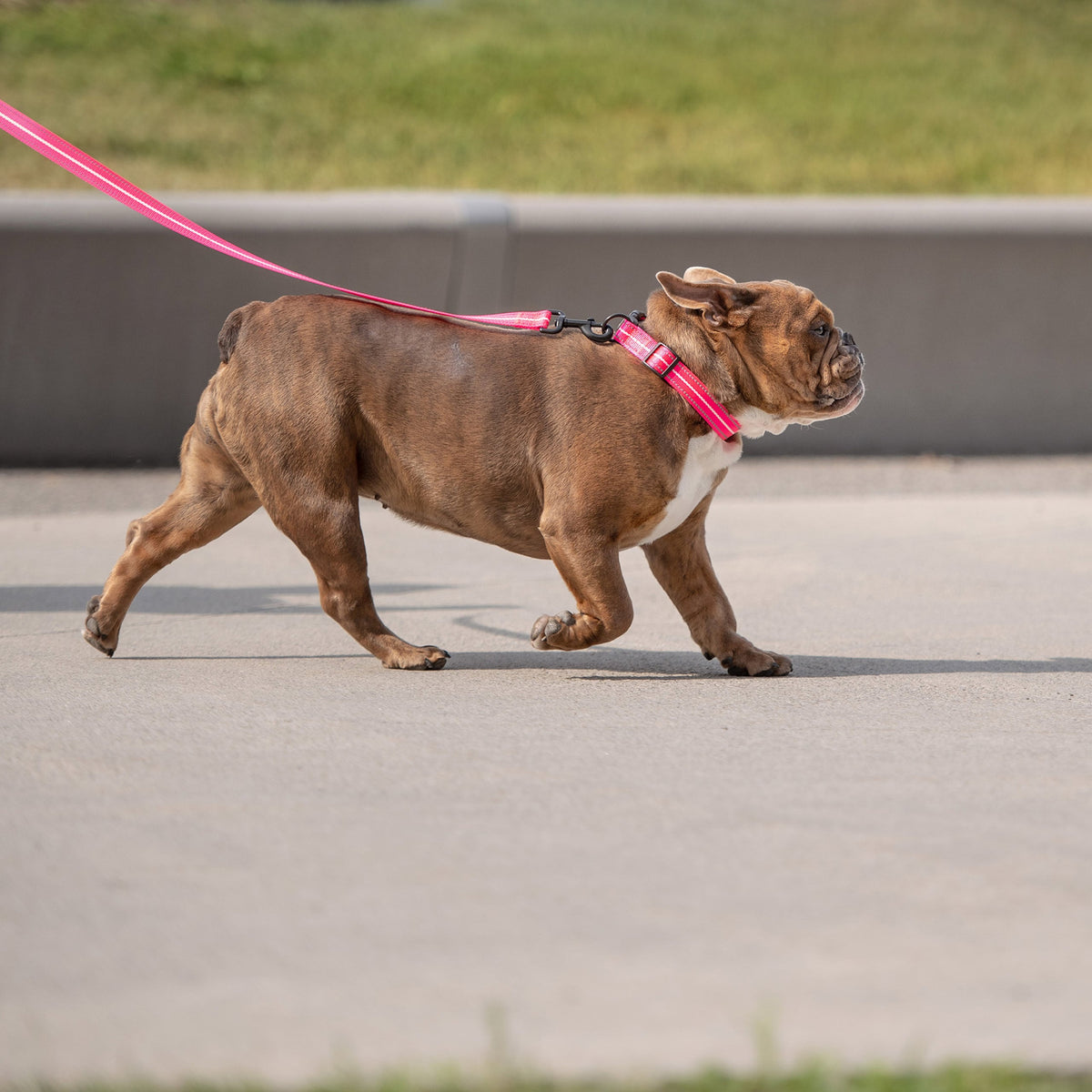 Reflective Collar - Neon Pink