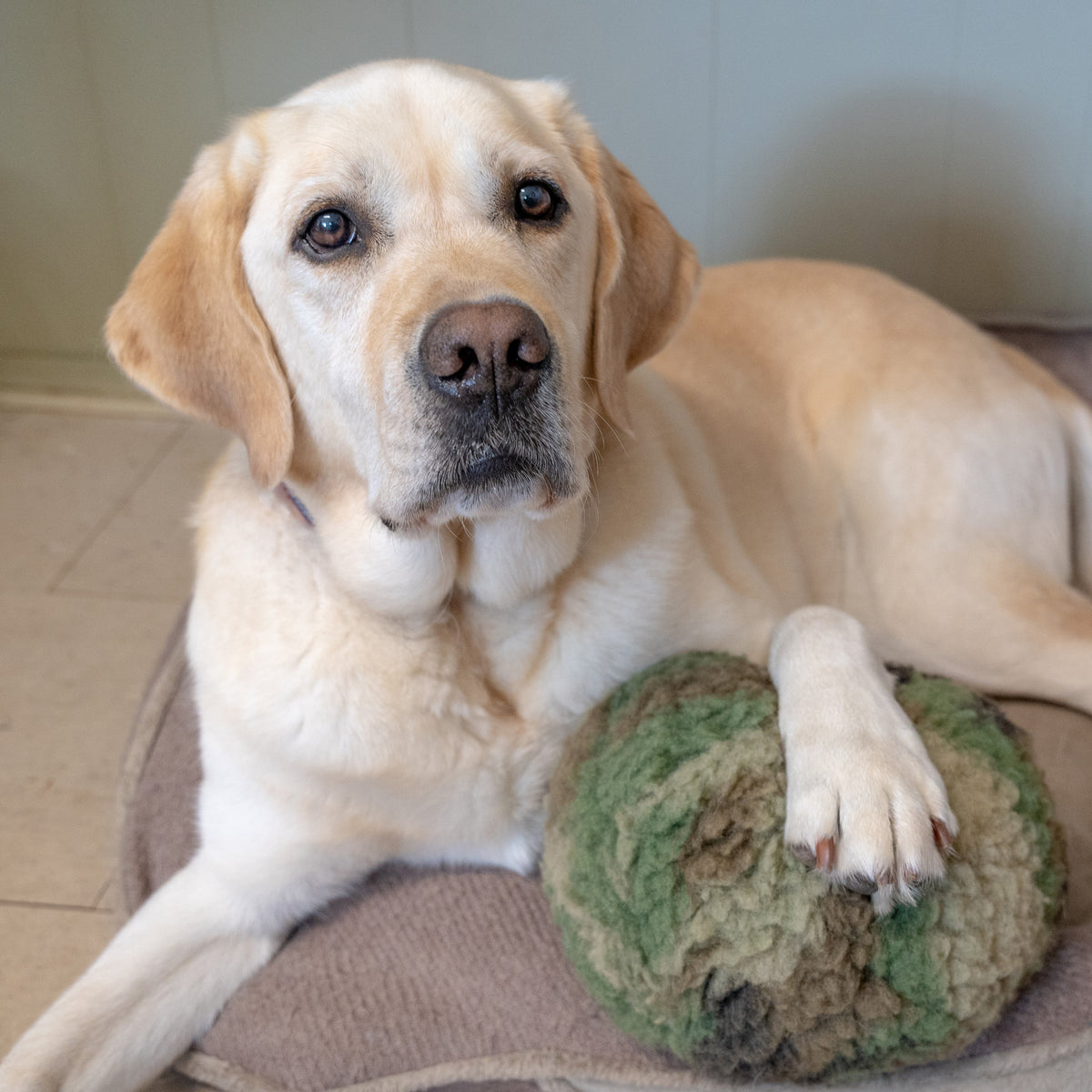 Dog lying on a cushion with a green plush toy in a room.