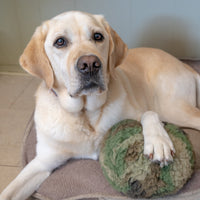 Dog lying on a cushion with a green plush toy in a room.