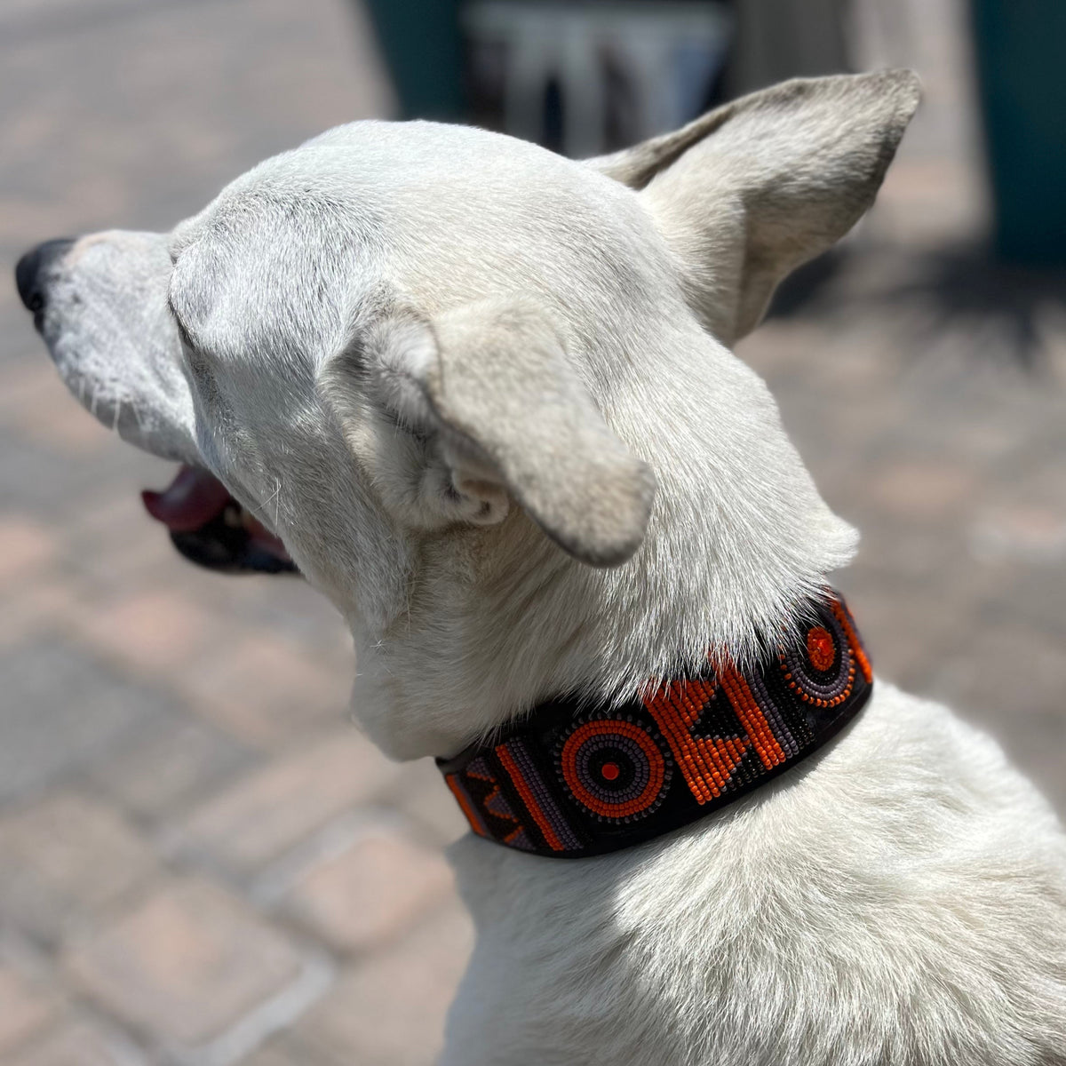 Marula Beaded Dog Collar