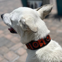Marula Beaded Dog Collar