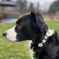 Daisies Beaded Dog Collar