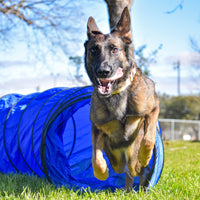 Better Sporting Dogs 5 Piece Dog Agility Equipment Set –  with Jumps, Tunnel, Pause Box & Weave Poles