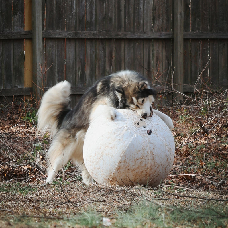 Better Sporting Dogs 25” Heavy Duty Sheep Lookalike Herding Ball for Dogs