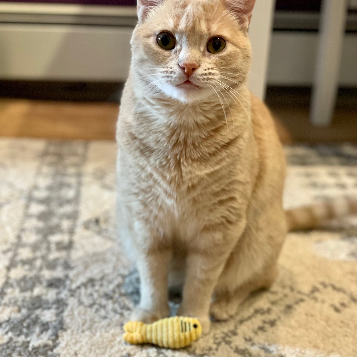 HuggleKats® Sardinies Cat Toys, 3 Pack