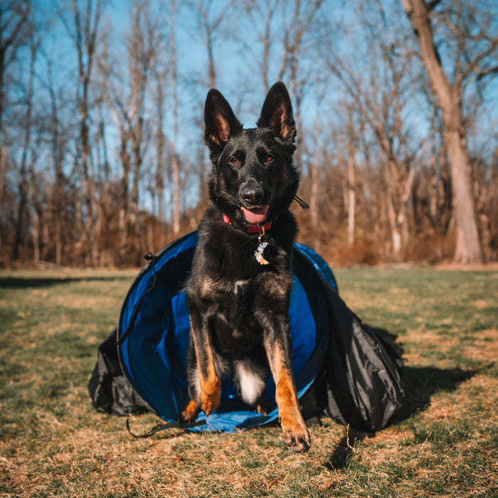 Better Sporting Dogs 16 ft Dog Agility Tunnel with Sandbags –  Training Tunnel for Backyard Agility Courses