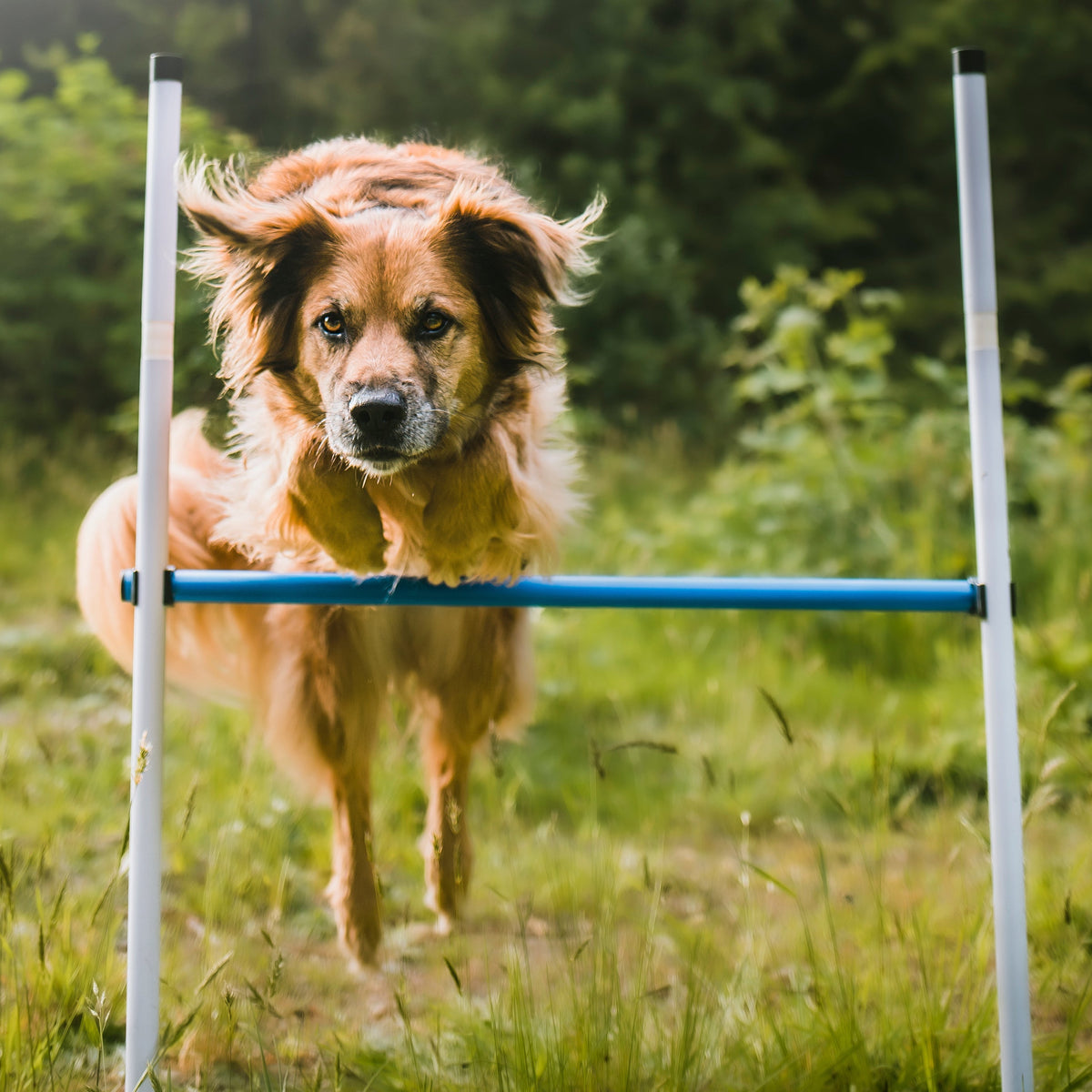 Better Sporting Dogs 3 Piece Dog Agility Equipment Set – with Jumps & Tunnel