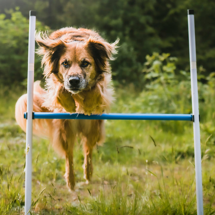 Better Sporting Dogs 3 Piece Dog Agility Equipment Set – with Jumps & Tunnel
