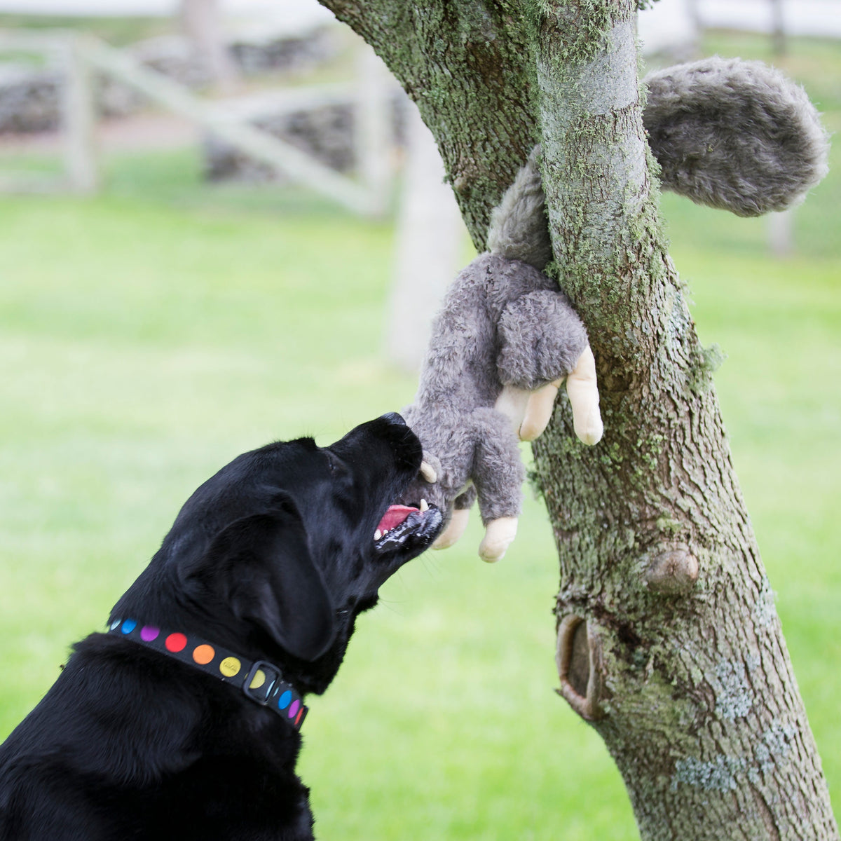 Feller Squirrel Plush Dog Toy