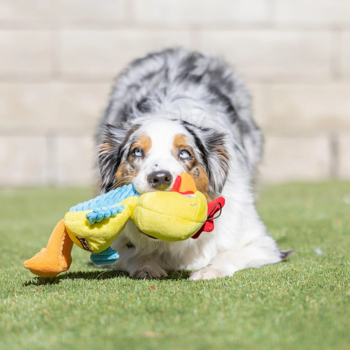 Kernal Pecker Plush Slappies Dog Toy