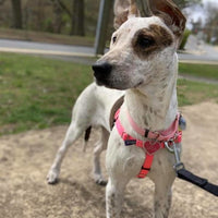 Hot Pink Freedom No-Pull Dog Harness
