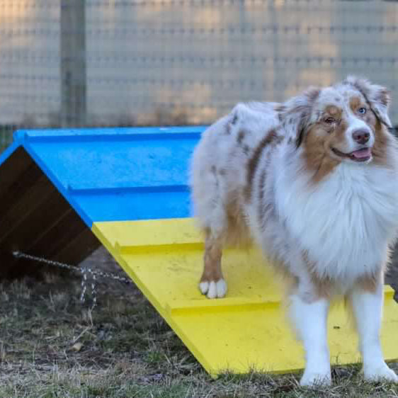 Better Sporting Dogs Dog Agility A-Frame – Arrives Fully Assembled