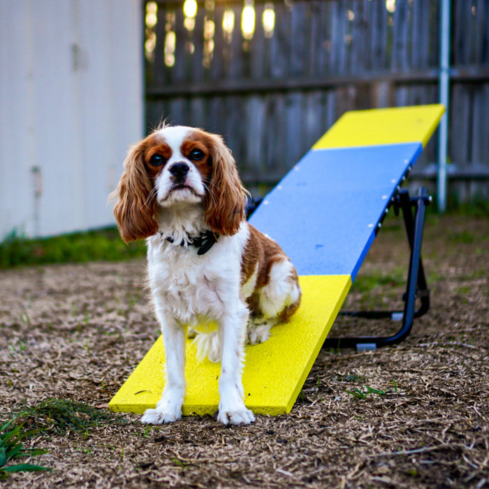 Better Sporting Dogs Practice See Saw – Fully Assembled Practice Teeter for Dog Agility Training