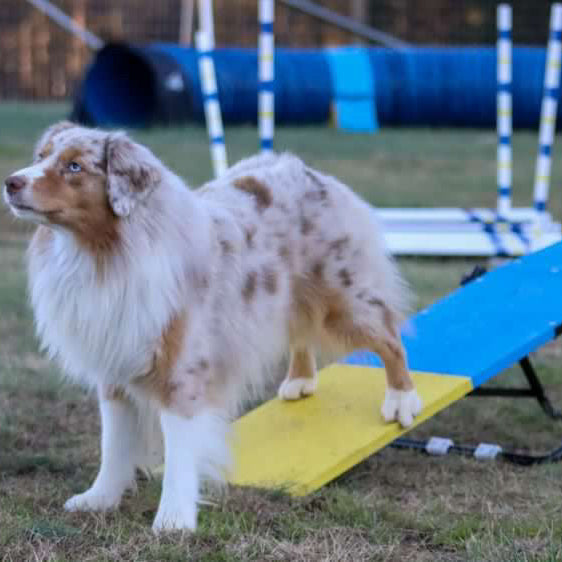 Better Sporting Dogs Practice See Saw – Fully Assembled Practice Teeter for Dog Agility Training