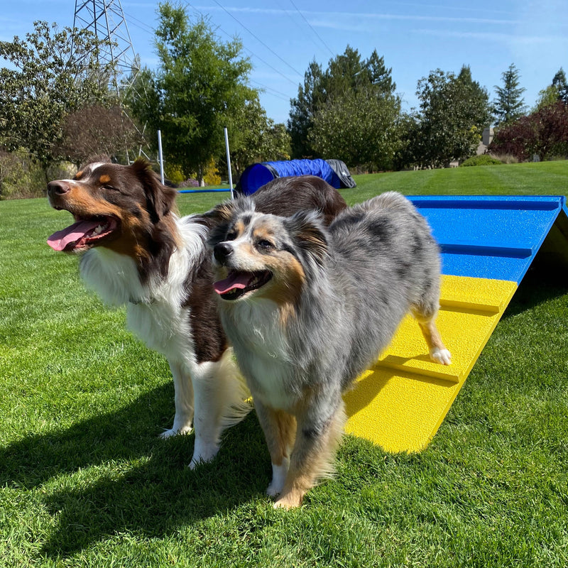 Better Sporting Dogs Dog Agility A-Frame – Arrives Fully Assembled