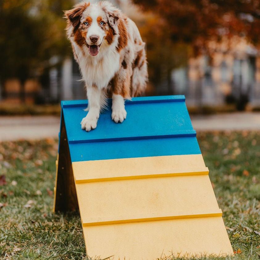 Better Sporting Dogs Dog Agility A-Frame – Arrives Fully Assembled