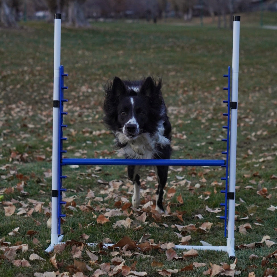 Better Sporting Dogs Adjustable Dog Agility Bar Jumps