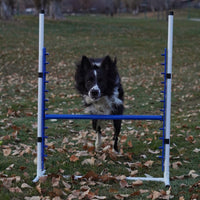 Better Sporting Dogs Adjustable Dog Agility Bar Jumps