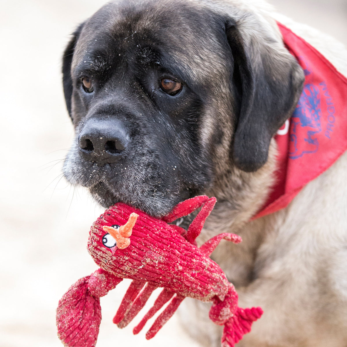 McCracken Lobsta™ Knottie® Plush Dog Toy