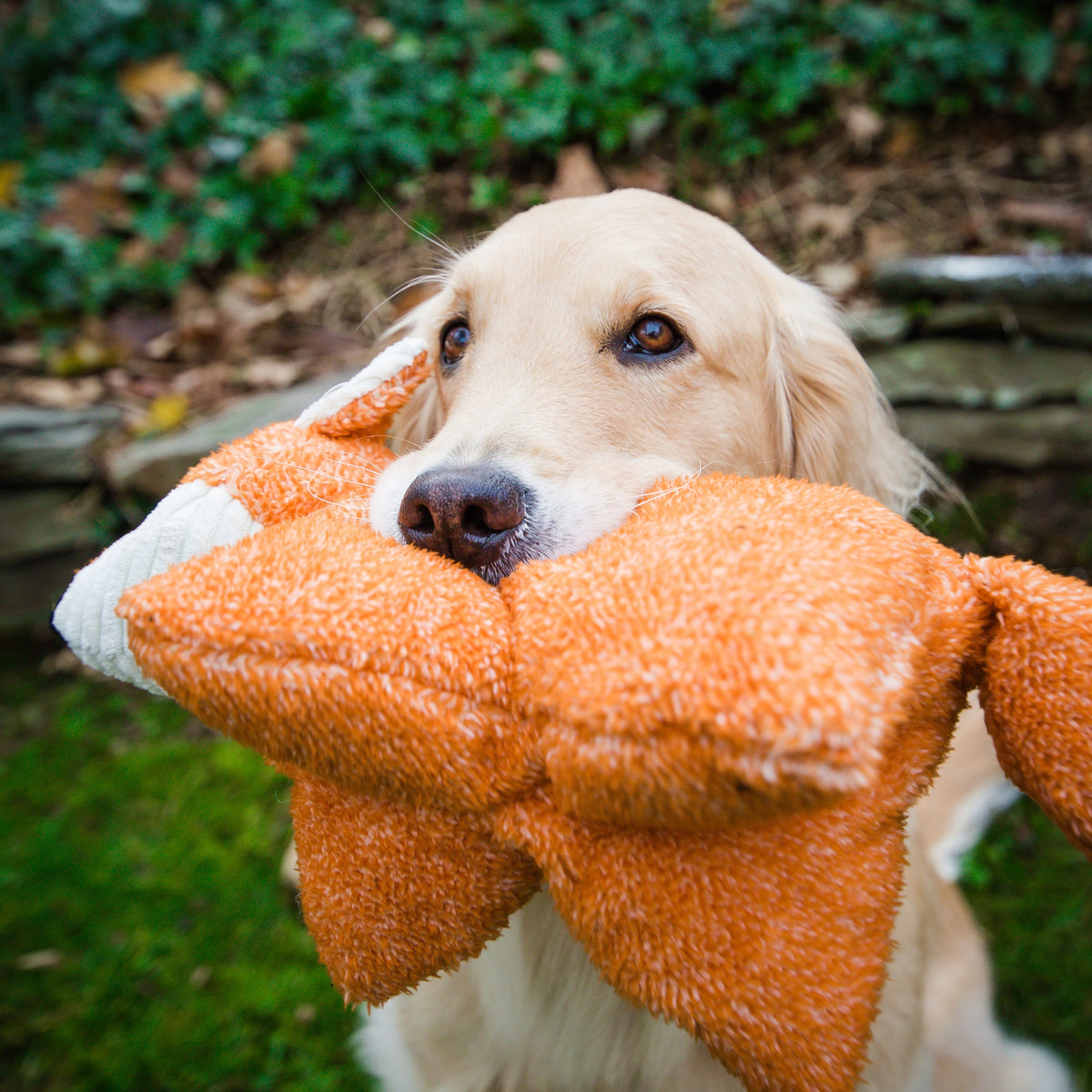 Squooshie™ Fox Plush Dog Toy