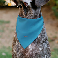 Pet Bandana - Cinderella Face Pose Close-Up Blues