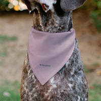 Pet Bandana - Toy Story Jessie HECK YES! Pose Pinks