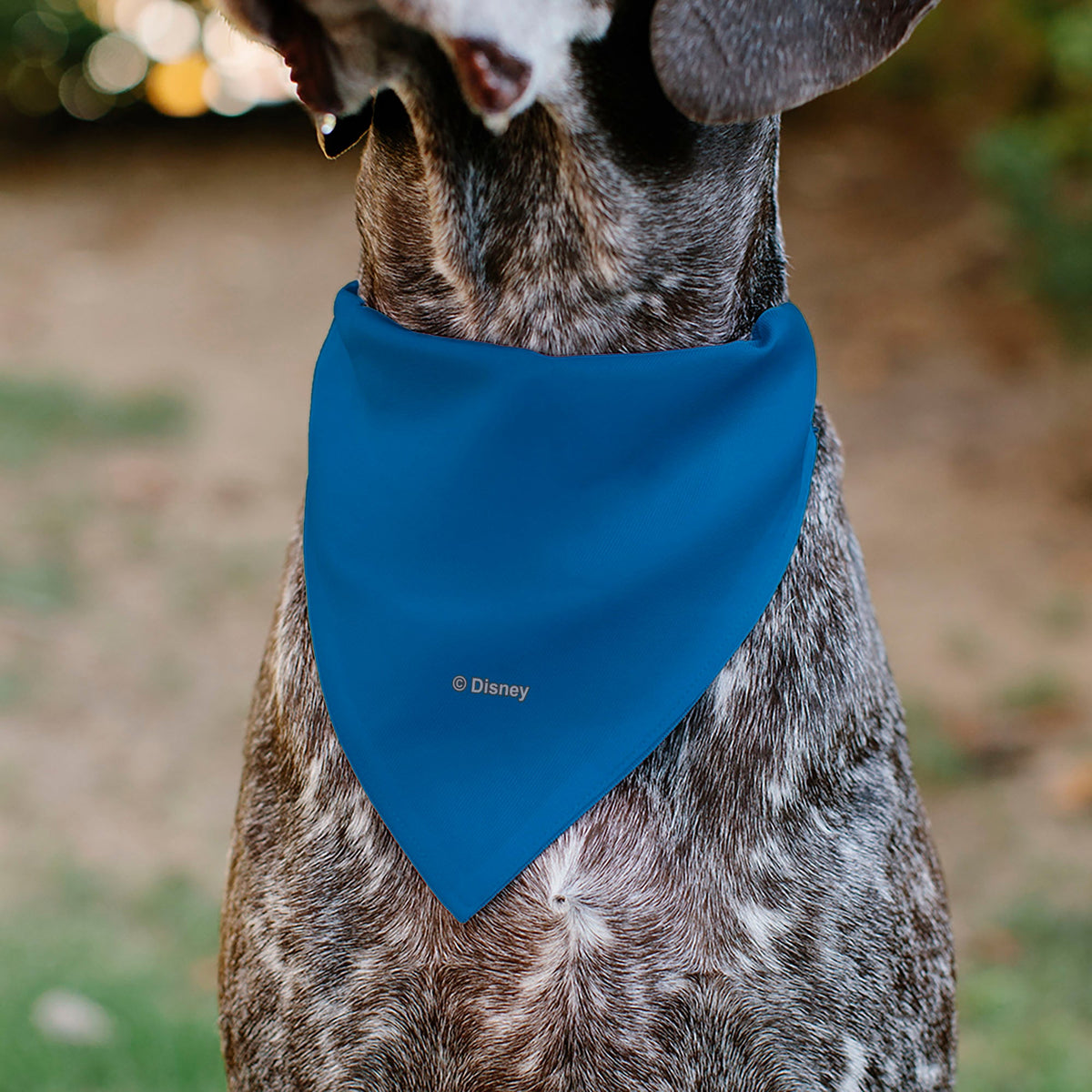Pet Bandana - Stitch Smiling Face Character Close-Up Blues