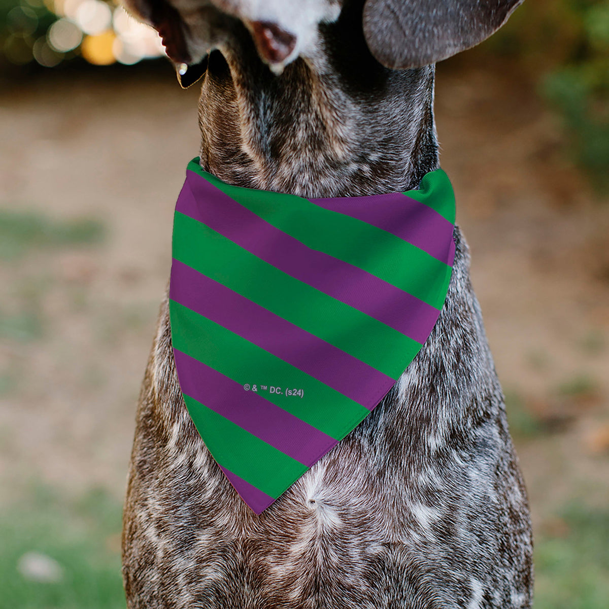 Pet Bandana - THE JOKER Title Logo and Stripe Green/Purple