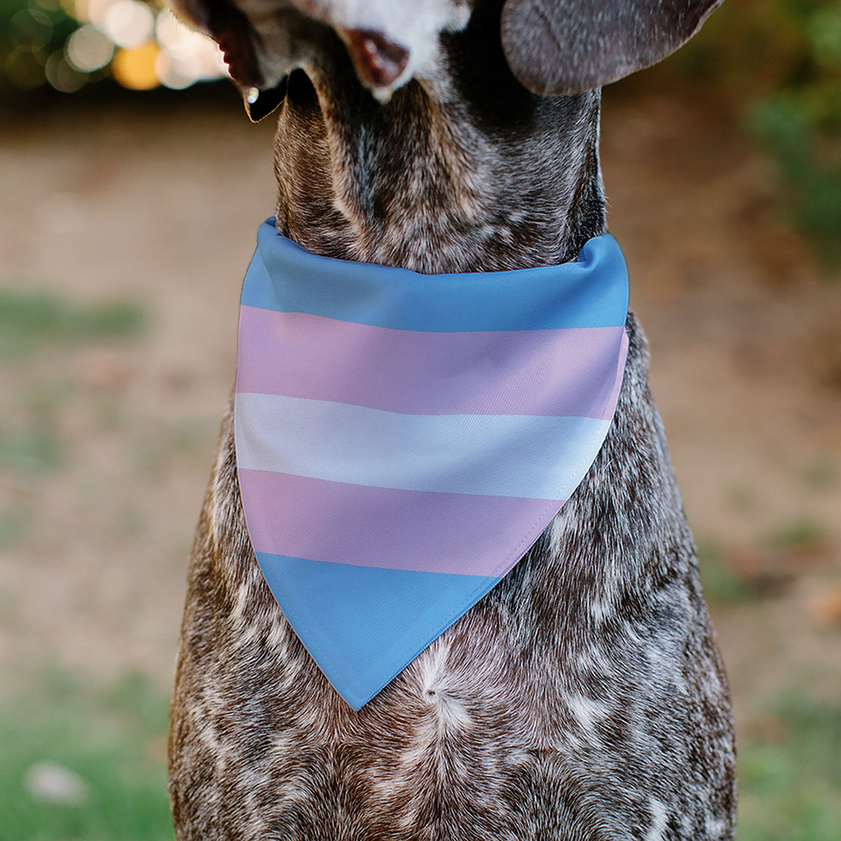 Pet Bandana - Flag Transgender Baby Blue/Baby Pink/White